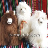 16 Llama – 100% Baby Alpaca