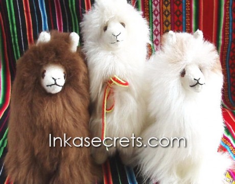 16 Llama – 100% Baby Alpaca