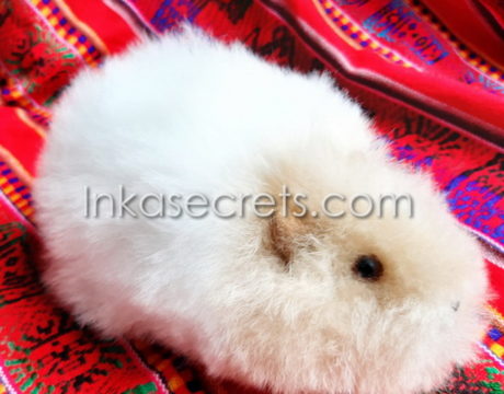 50 Guinea Pig Stuffed Animal with Alpaca Fur