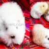 200 Alpaca Fur Guinea Pig Plush – Peruvian “Cuy”