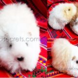 200 Alpaca Fur Guinea Pig Plush – Peruvian “Cuy”