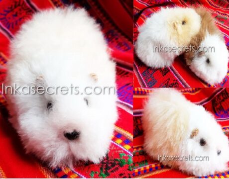 200 Alpaca Fur Guinea Pig Plush – Peruvian “Cuy” 200 Alpaca Fur Guinea Pig Plush – Peruvian “Cuy”