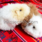 25 Alpaca Fur Guinea Pig Plush – Peruvian “Cuy”