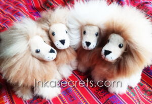 Lot of 25 Peruvian Alpaca Lion