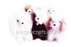 25 Small Peruvian Alpaca Fur Puppy Dog